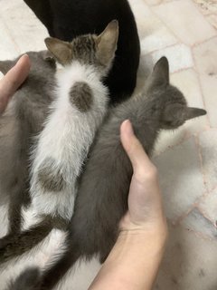 Three babies