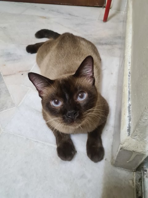 Coby - Siamese Cat