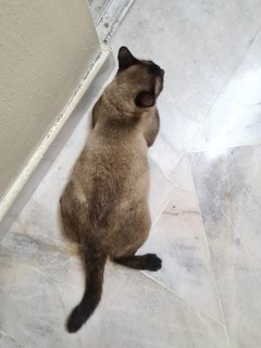 Coby - Siamese Cat