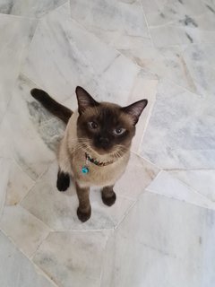 Coby - Siamese Cat