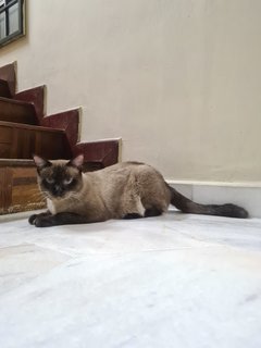 Coby - Siamese Cat