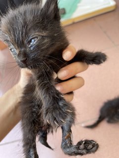 Kuro &amp; Goma - Domestic Medium Hair Cat