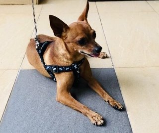 Max - Miniature Pinscher Dog