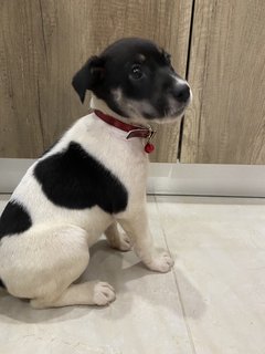 Femi - Mixed Breed Dog