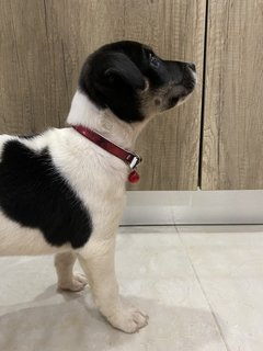 Femi - Mixed Breed Dog