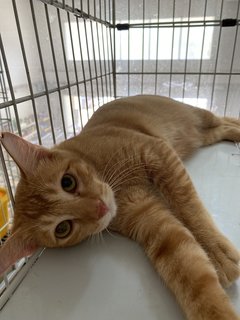 Archie 阿吉 - Domestic Medium Hair Cat