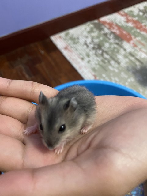 Baby Hamsters  - Short Dwarf Hamster + Roborovsky's Hamster Hamster