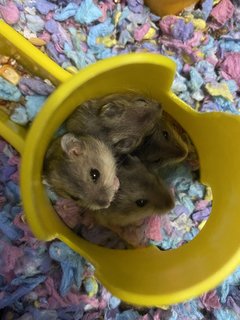 Baby Hamsters  - Short Dwarf Hamster + Roborovsky's Hamster Hamster