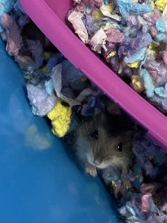 Baby Hamsters  - Short Dwarf Hamster + Roborovsky's Hamster Hamster