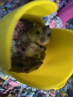 Baby Hamsters  - Short Dwarf Hamster + Roborovsky's Hamster Hamster