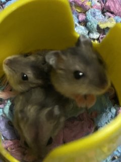 Baby Hamsters  - Short Dwarf Hamster + Roborovsky's Hamster Hamster