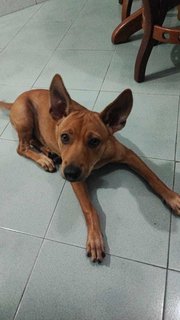 Lucky - Mixed Breed Dog