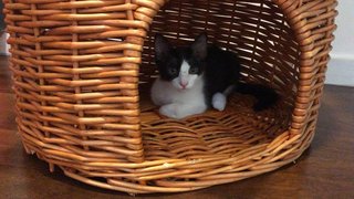 Black And White Kittens - Domestic Medium Hair Cat