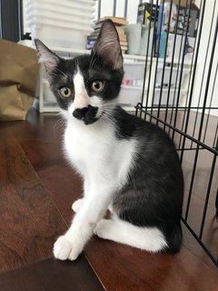 Black And White Kittens - Domestic Medium Hair Cat