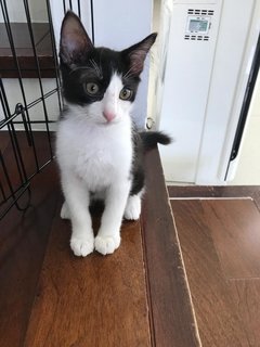 Black And White Kittens - Domestic Medium Hair Cat