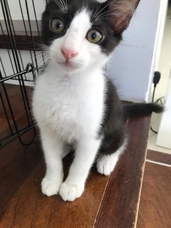 Black And White Kittens - Domestic Medium Hair Cat