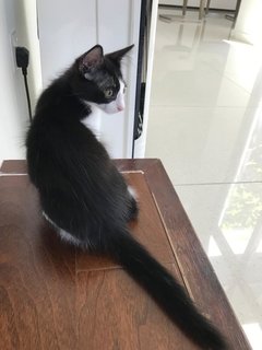 Black And White Kittens - Domestic Medium Hair Cat