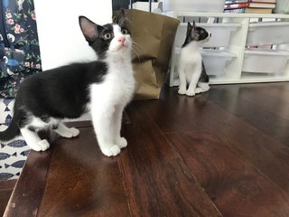 Black And White Kittens - Domestic Medium Hair Cat