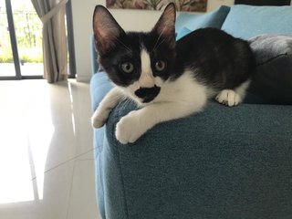 Black And White Kittens - Domestic Medium Hair Cat