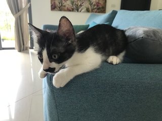 Black And White Kittens - Domestic Medium Hair Cat