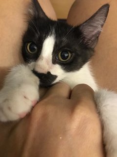 Black And White Kittens - Domestic Medium Hair Cat