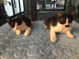 Black And White Kittens - Domestic Medium Hair Cat