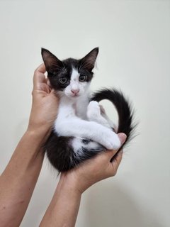 Black And White Kittens - Domestic Medium Hair Cat