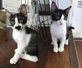 Black And White Kittens - Domestic Medium Hair Cat