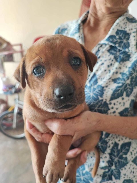 Lucky - Mixed Breed Dog