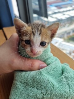 Meet Walnut! (2-3 Weeks Old) - Domestic Short Hair Cat