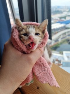 Meet Walnut! (2-3 Weeks Old) - Domestic Short Hair Cat