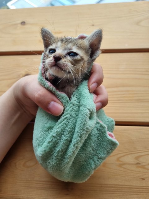 Meet Wolfie! (2-3 Weeks Old) - Domestic Short Hair Cat