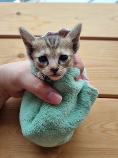 Meet Wolfie! (2-3 Weeks Old) - Domestic Short Hair Cat