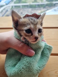 Meet Wolfie! (2-3 Weeks Old) - Domestic Short Hair Cat