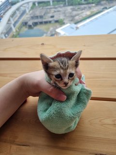 Meet Wolfie! (2-3 Weeks Old) - Domestic Short Hair Cat