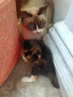 Mama Siamese and her baby