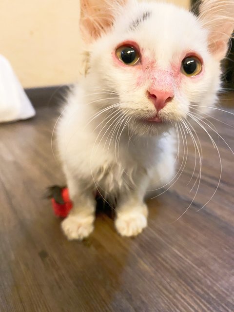 Angelic  - Domestic Medium Hair Cat