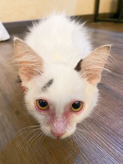 Angelic  - Domestic Medium Hair Cat