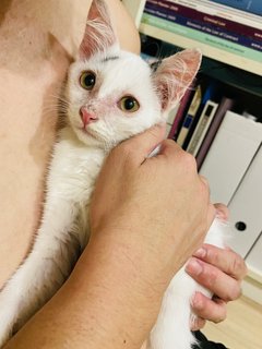 Angelic  - Domestic Medium Hair Cat