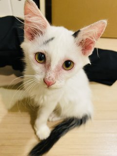 Angelic  - Domestic Medium Hair Cat