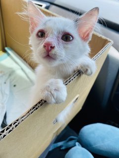 Angelic  - Domestic Medium Hair Cat