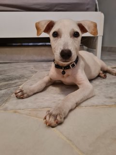 Lulu - Mixed Breed Dog