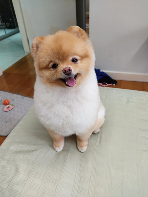 Fifi - Pomeranian Dog