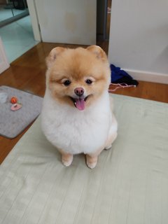 Fifi - Pomeranian Dog