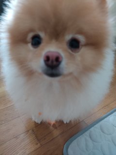 Fifi - Pomeranian Dog