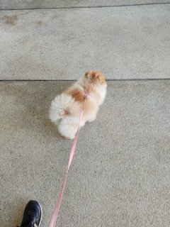 Fifi - Pomeranian Dog