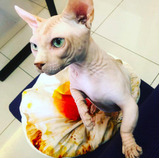 Egg - Sphynx (hairless cat) Cat