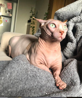 Egg - Sphynx (hairless cat) Cat