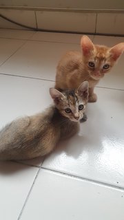 1 Kittens (Orange Colour) - Domestic Short Hair Cat