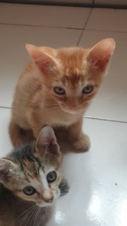 1 Kittens (Orange Colour) - Domestic Short Hair Cat